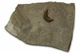 Detailed Fossil Feather - Green River Formation, Utah #356669-1